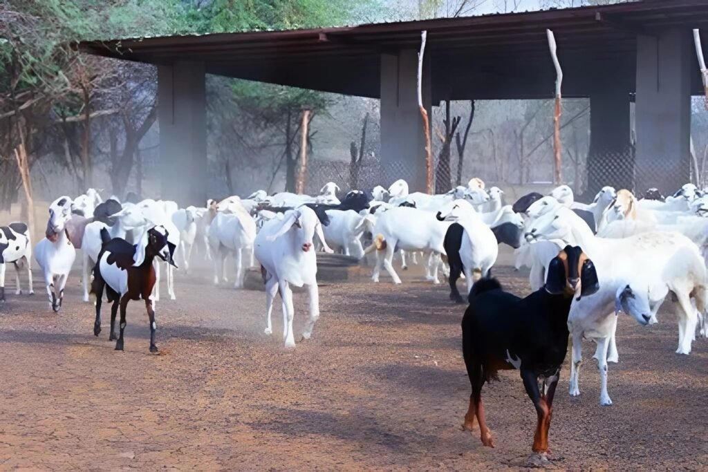 مشروع تربية الأغنام والماعز