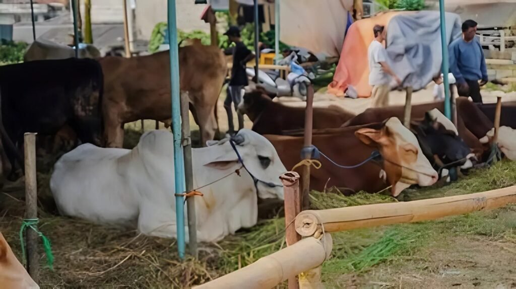 مشروع تربية الأبقار وإنتاج الحليب