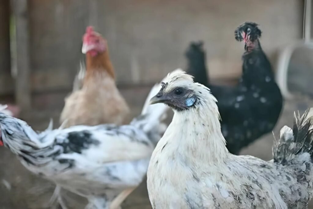 مشروع تربية الدواجن